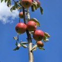 Malus domestica 'Jonagold' - Foto 1
