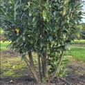 Prunus laurocerasus 'Caucasica' - Foto 3