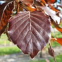 Fagus sylvatica 'Atropunicea' - blad