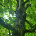 Carpinus Betulus - Afbeelding 4