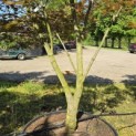 Acer palmatum Masu-kagami - 1