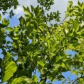 Fagus sylvatica 'Striata' - 3