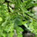 Quercus cerris 'Marmor Star' - impressie blad in juni