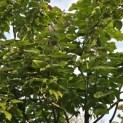 Catalpa erubescens 'Purpurea' - Foto 4