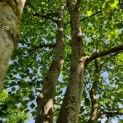 #318 Platanus x hispanica Platane