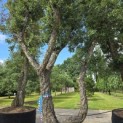 Quercus suber - 1