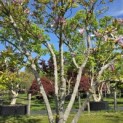 Magnolia 'Susan' - 1