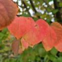 Cercidiphyllum japonicum - Foto 2