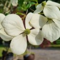Cornus kousa 'Norman Hadden' - Afbeelding 4