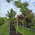 Rhus typhina - 5