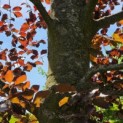 Fagus sylvatica 'Atropunicea' - 1