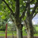 Platanus x Hispanica - Foto 2