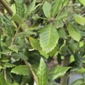 Quercus ilex - 1