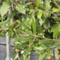 Quercus ilex - 2