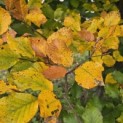 Fagus sylvatica - Foto 10