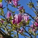Magnolia 'Betty' - 1