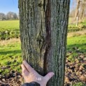 Tilia Tomentosa - 4