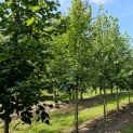 Tilia x europaea 'Euchlora' - impressie zomerkleur hoogstam bomen