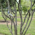 Parrotia persica - 3