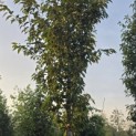 Prunus 'Sunset Boulevard' - Foto 2