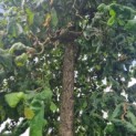 Corylus avellana 'Contorta' - Afbeelding 5