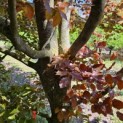 Fagus sylvatica 'Atropunicea' - 3
