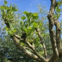 Platanus hispanica - 9