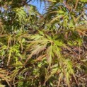 Acer palmatum 'Seiryu' - Foto 3