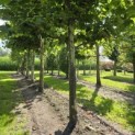 Platanus x hispanica - 2