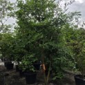 Styrax japonicus - 1