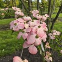 Cornus kousa 'Stellar Pink' - Foto 1