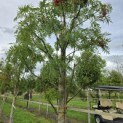 Sorbus 'Dodong' - 2