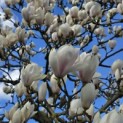 Magnolia soulangeana 'Manchu Fan' - 3