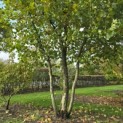 Platanus x hispanica - Foto 1