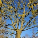 Morus alba 'Macrophylla' - 1