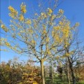 Morus alba 'Macrophylla' - 3