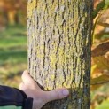 Morus alba 'Macrophylla' - 2