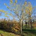 Morus alba 'Macrophylla' - 5