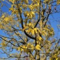 Morus alba 'Macrophylla' - 6