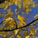 Morus alba 'Macrophylla' - 4