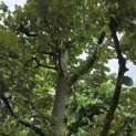 Tilia Tomentosa - Foto 2