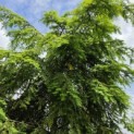 Tsuga canadensis - Foto 1