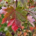 Acer x freemanii 'Autumn Blaze' - Foto 1