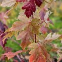 Acer x freemanii 'Autumn Blaze' - Foto 2
