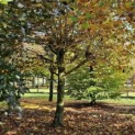 Platanus hispanica - knot of dakplataan nov 2024 Beek rij 5