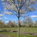 Amelanchier lamarckii - 5