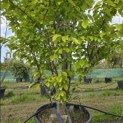 Parrotia persica 'Vanessa' - 1