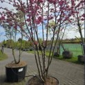 Malus toringo - 2