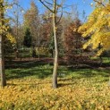 Ginkgo biloba - Foto 2