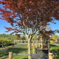 Acer palmatum 'Bloodgood' - Foto 4